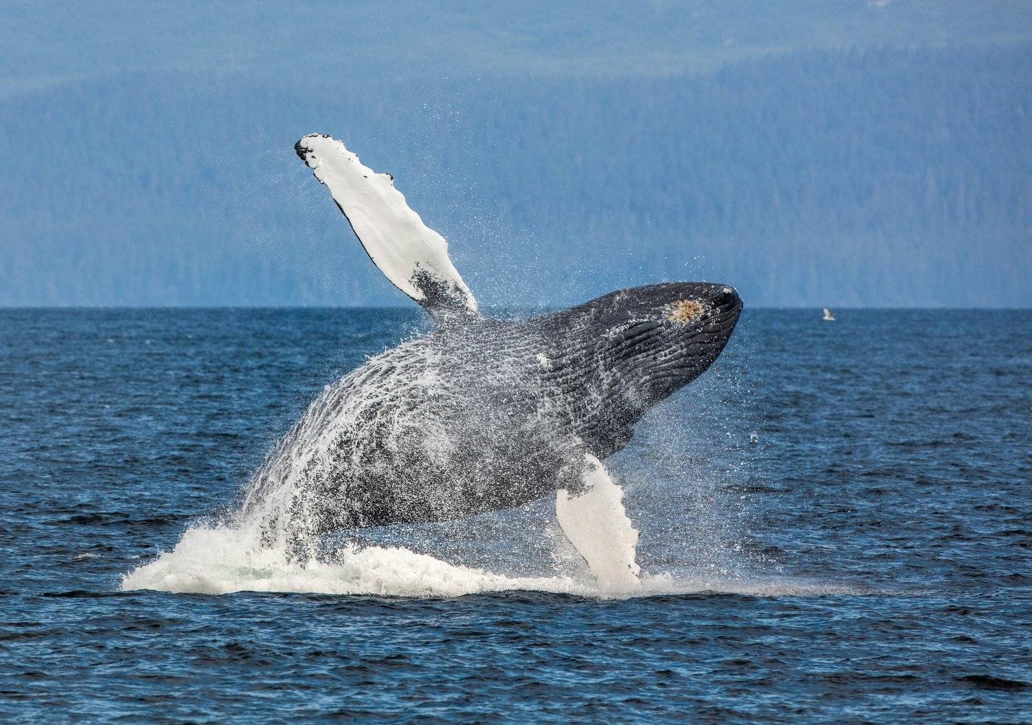 аляска, Алексей Сулоев