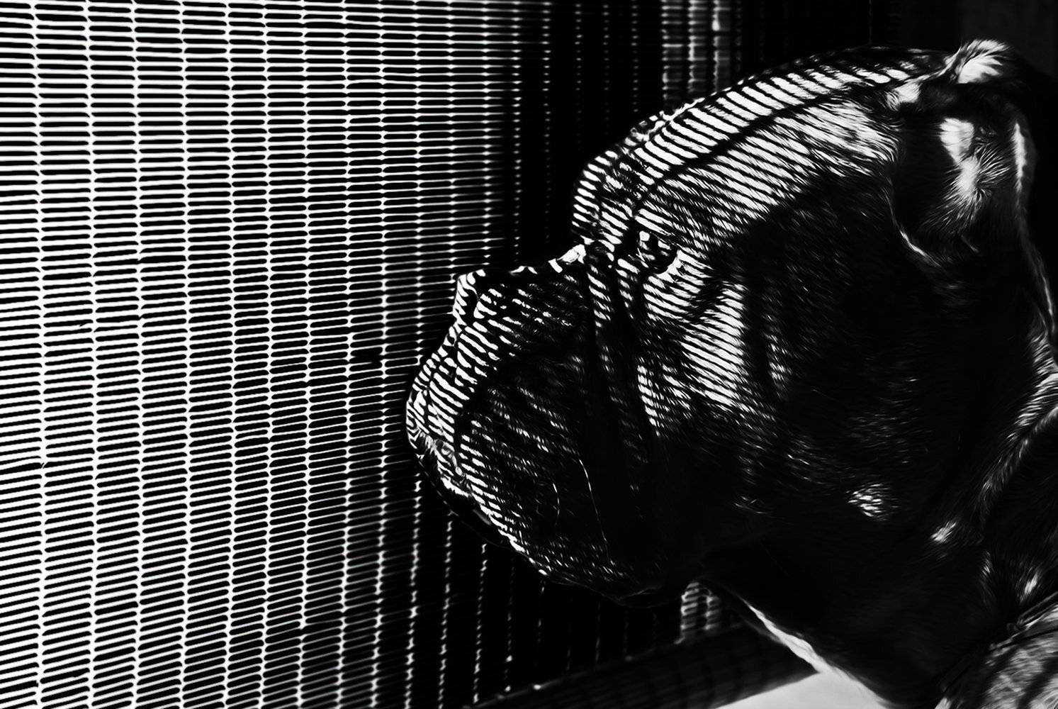 жалюзи, бордосский дог, собака, тень, полоски, окно, ALLA SOKOLOVA