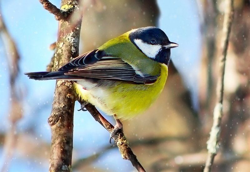 Синичка... фото превью