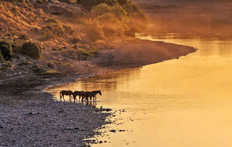 horse,wild,landscape Wild horses фото превью