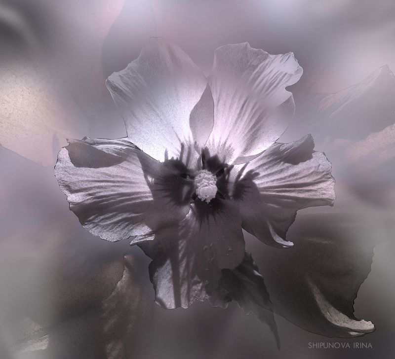 Цветочная графика фото превью