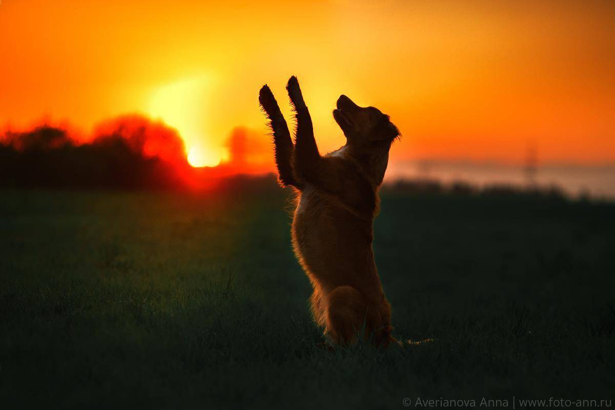 собака, закат, Анна Аверьянова