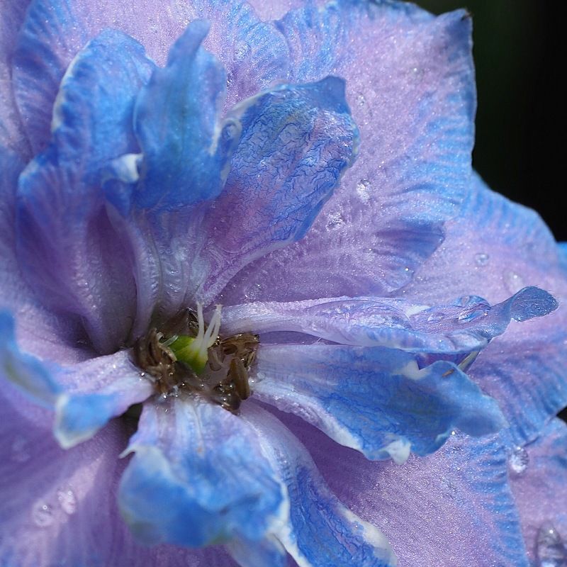 Дельфиниум фото превью