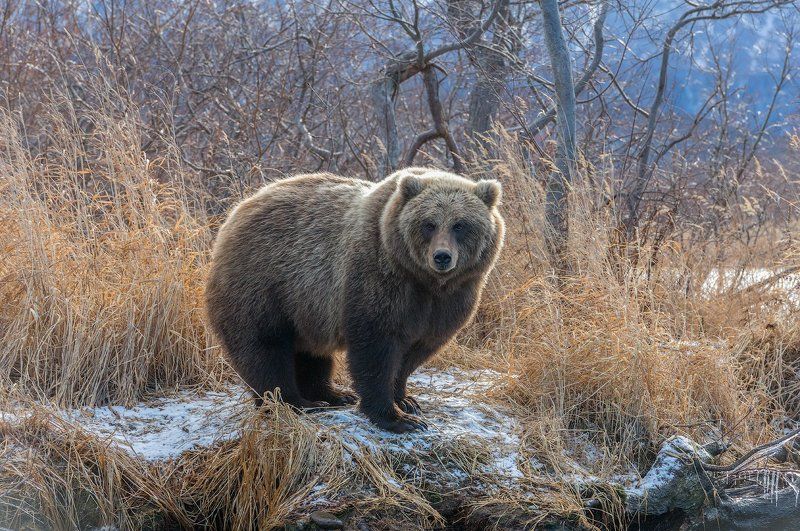 Пушистик фото превью