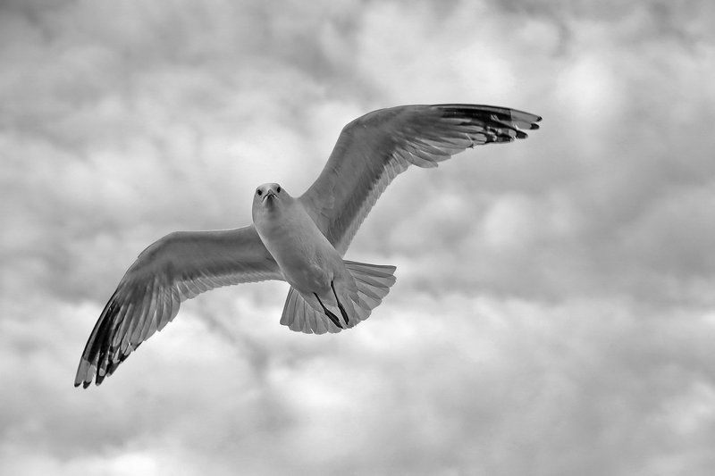 Только гордый ... фото превью