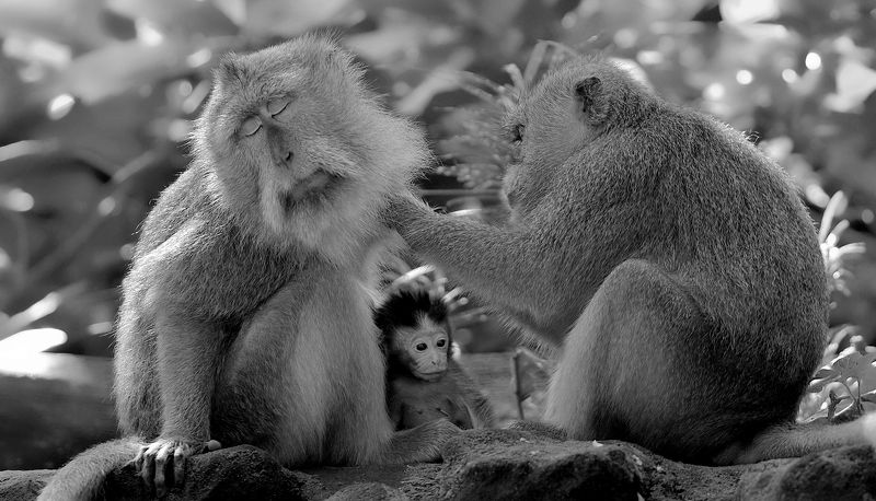 monkeys,animals,bali,ubud, Monkeys фото превью