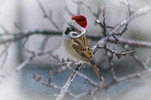 Ну кто еще не ждет Новый год?