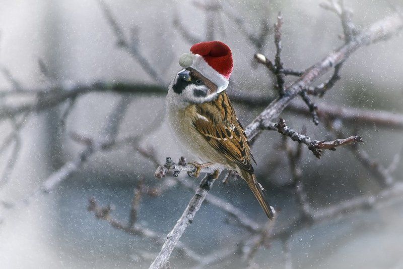 фото, зима, воробей, снег, колпачок санты Ну кто еще не ждет Новый год? фото превью