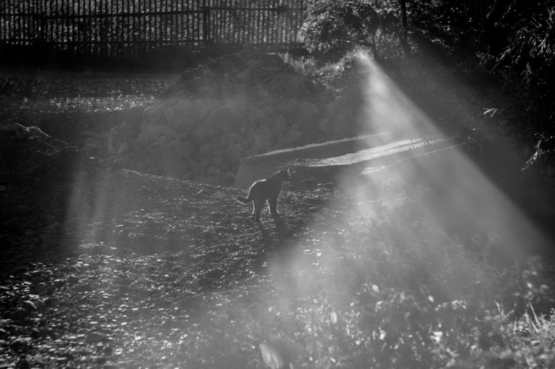 Бродяга.. фото превью