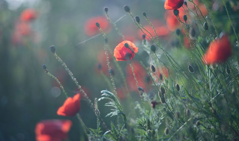 о маках полевых... фото превью