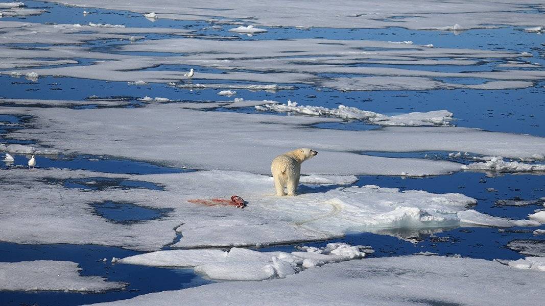 фотографандреевандрей, северныйполюс, northpole, арктика, arctic, ice, снег, лёд, круиз, expiditions, travel, белыймедведь, медведь, polarbear, животное, natgeowild, Андрей