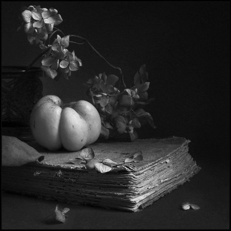 АЙВА фото превью