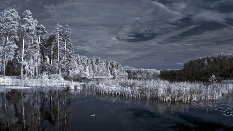 Про Серую Шейку. Инфракрасная фотография. фото превью