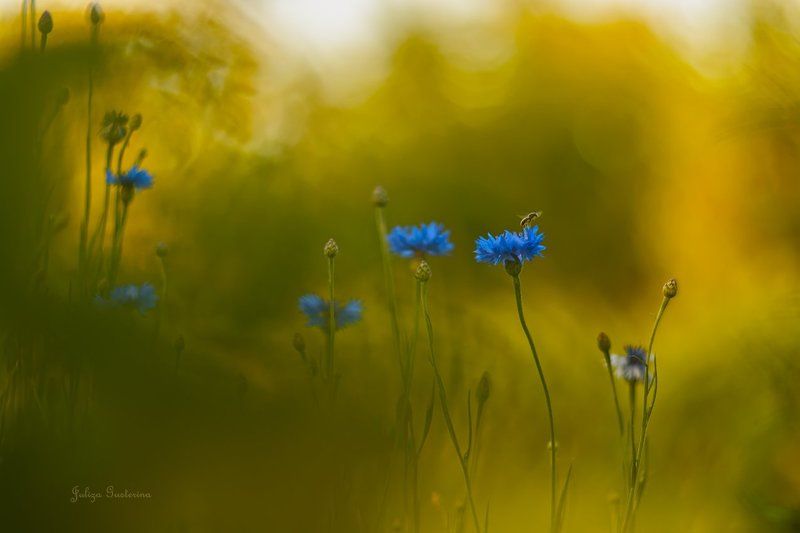 краски лета фото превью