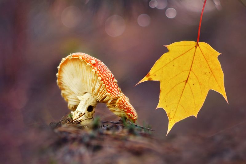 Хвастал в роще старый мухомор... фото превью
