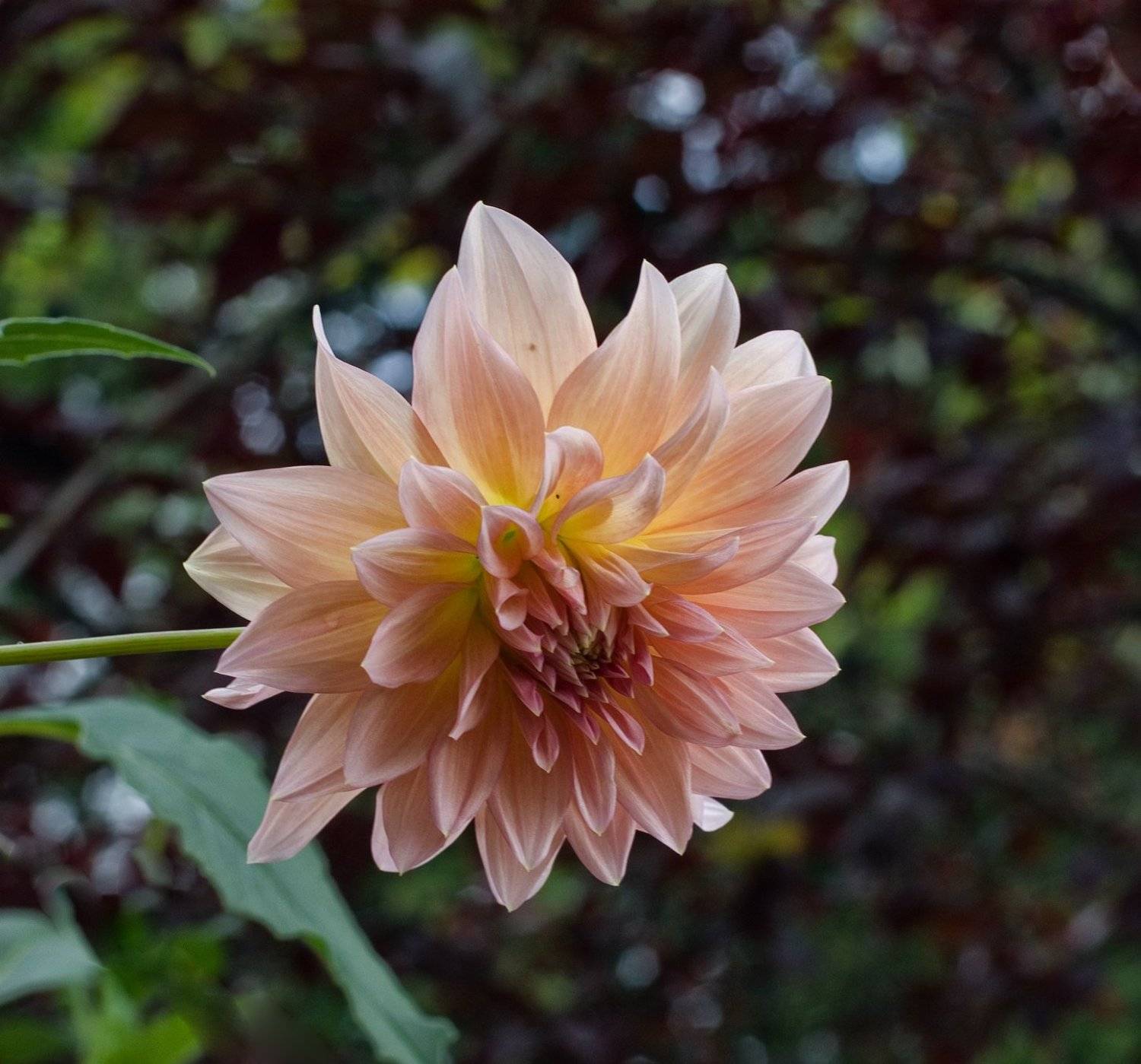 , Владимир Гамаюнов