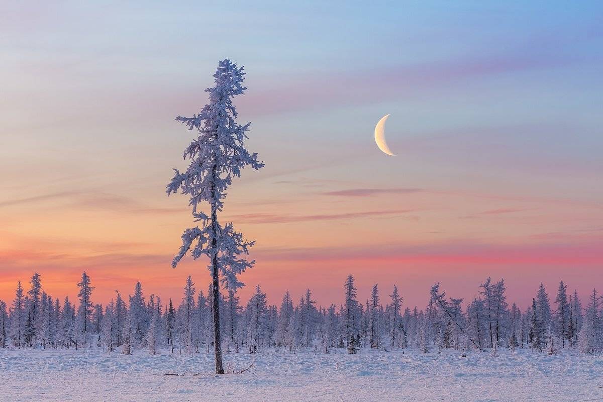 мороз, лесотундра, рассвет, зима, лиственница, сумерки, ямал, урал, россия, пейзаж, крайний север, dawn, frost, taiga, twilight, yamal, urals, russia, landscape, far north, Кирилл Уютнов