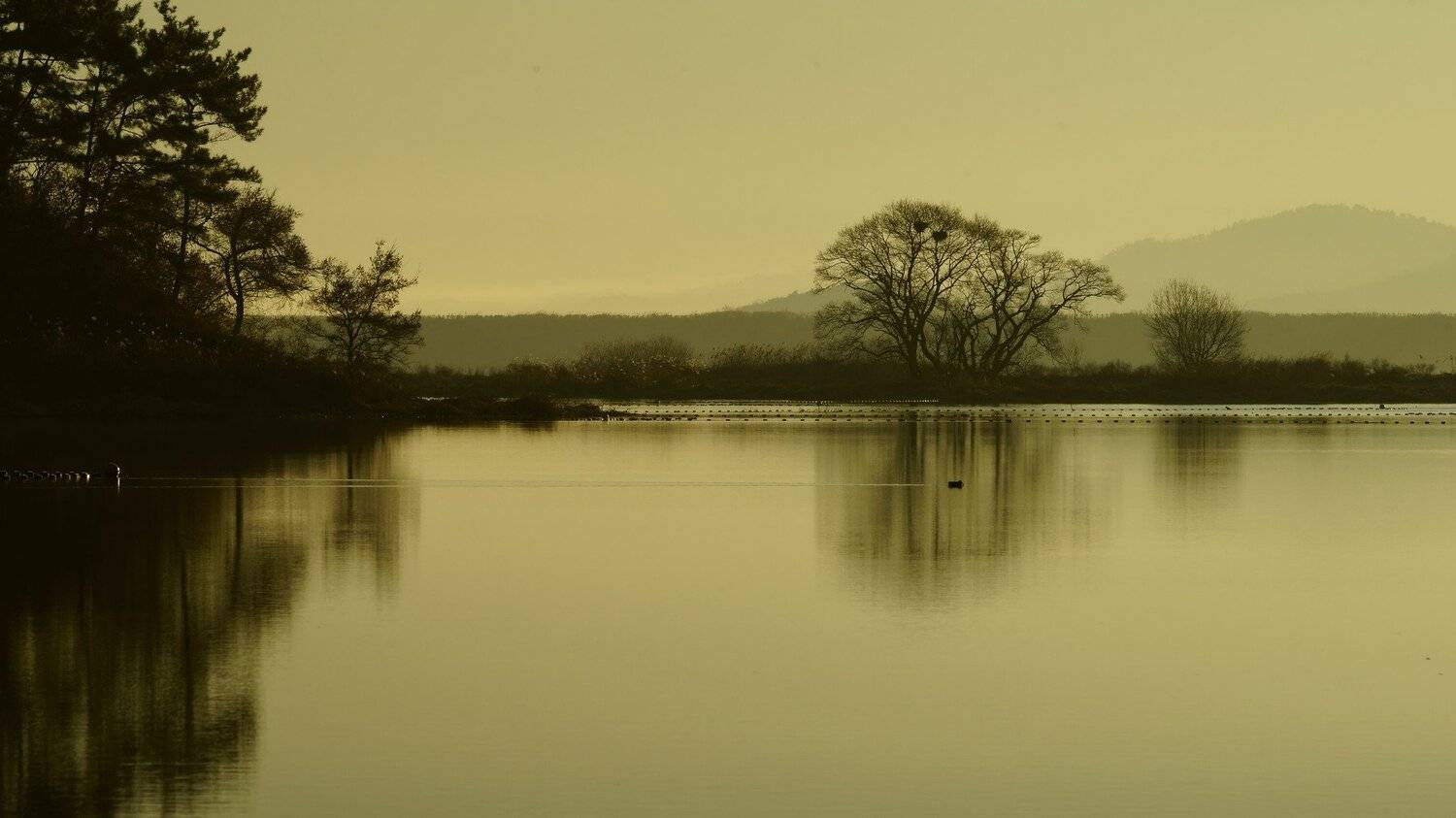 asia,korea,gyeongsangnamdo,winter,morning,lake,reflection,nature,mountain,trees,duck,, Shin