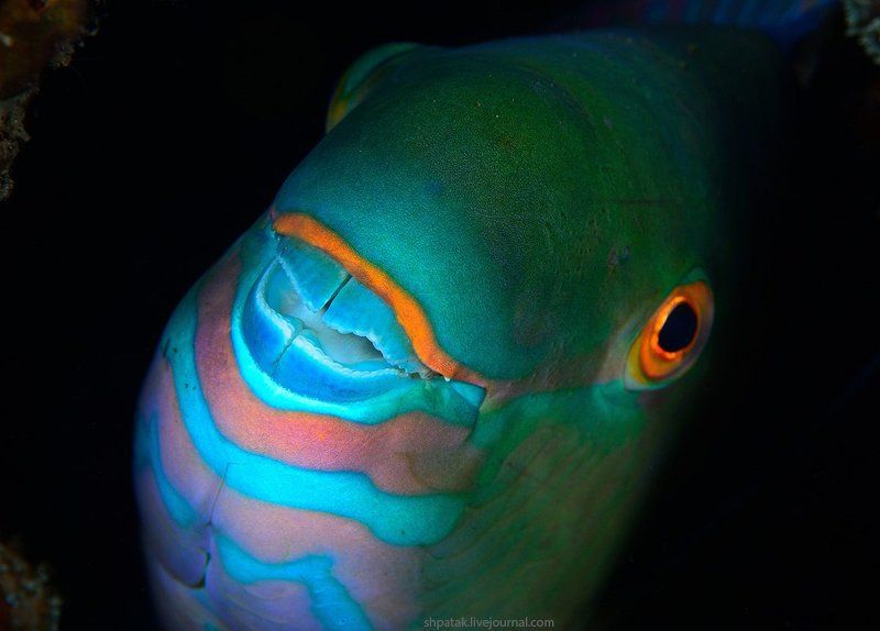 Бали. Туламбен. Макро. фото превью