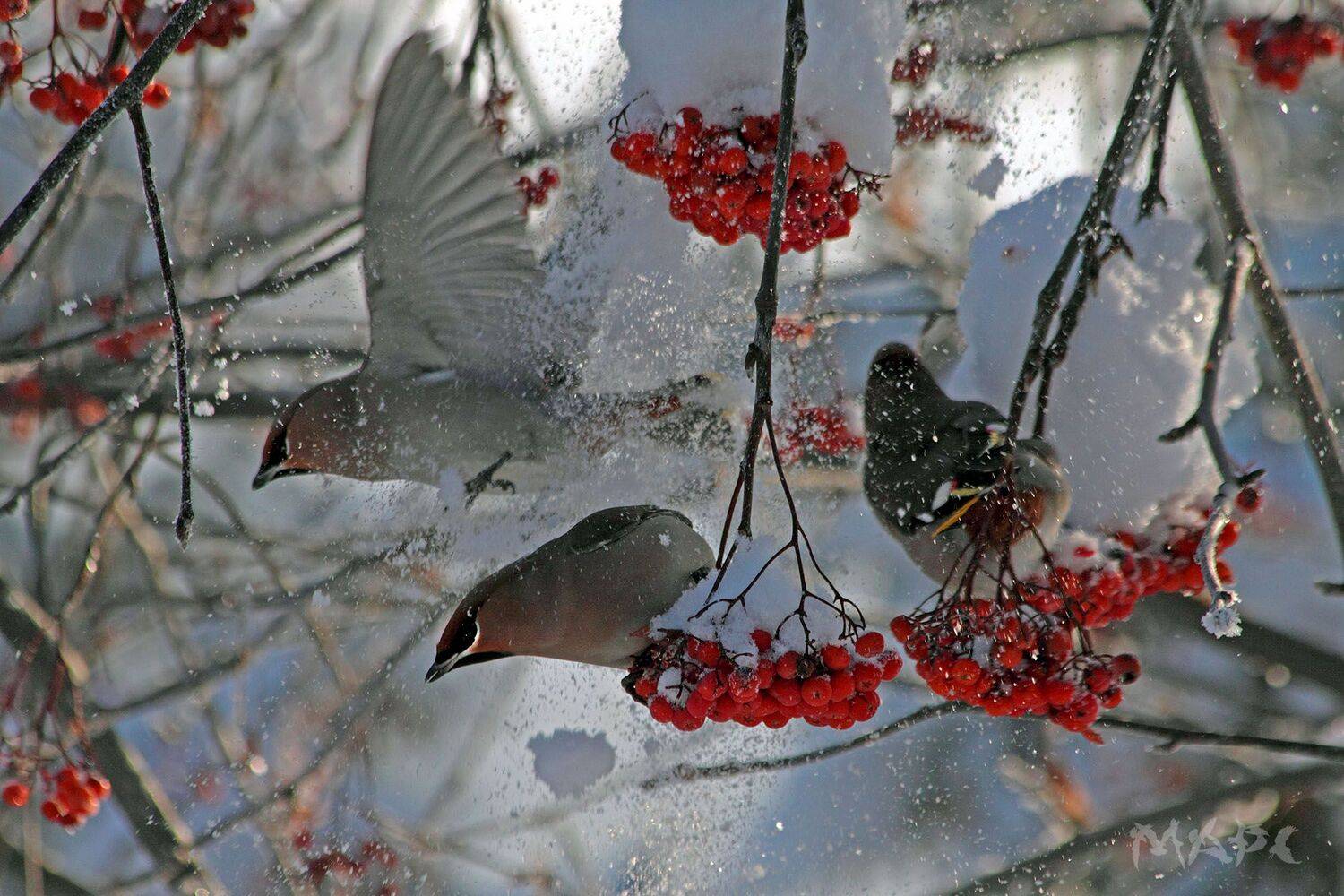 животные птицы свмристели зима рябина, Шангареев Марс