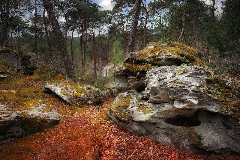 лес фонтенбло, fontainebleau на дне фото превью