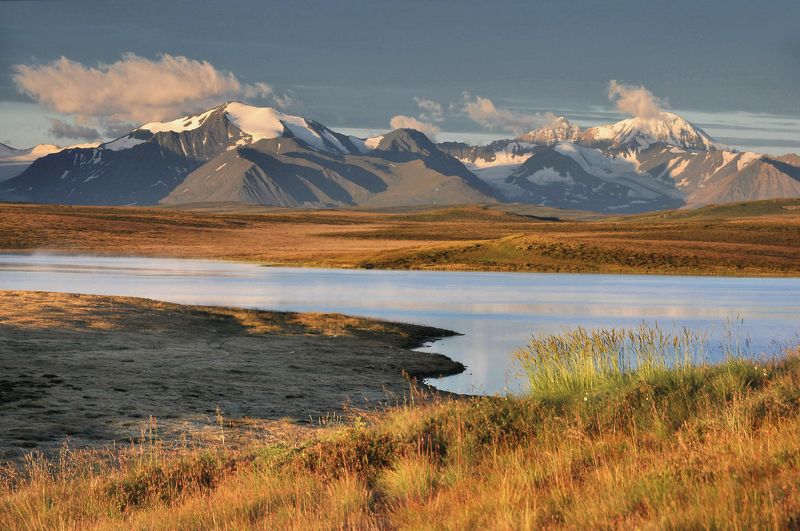 укок утренний Кальджинколь фото превью