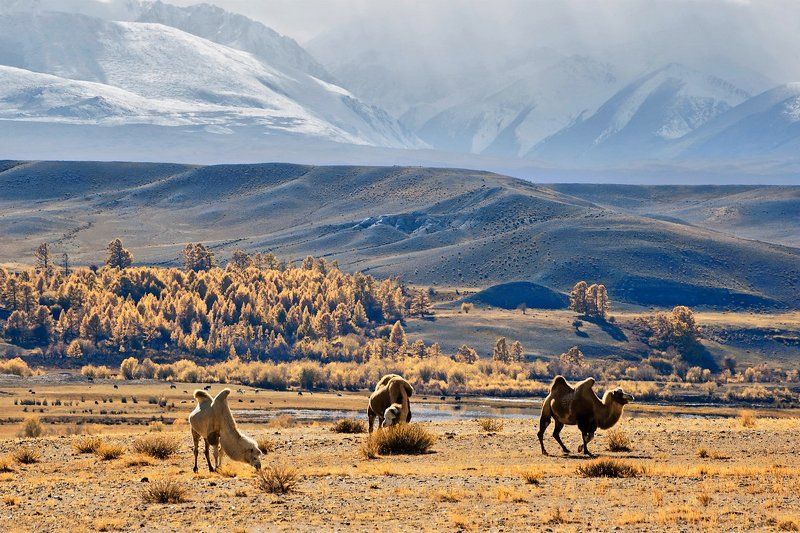 чуйская степь, верблюды, чуйский тракт, предгорья, снежные горы, горный алтай Алтайские контрасты фото превью