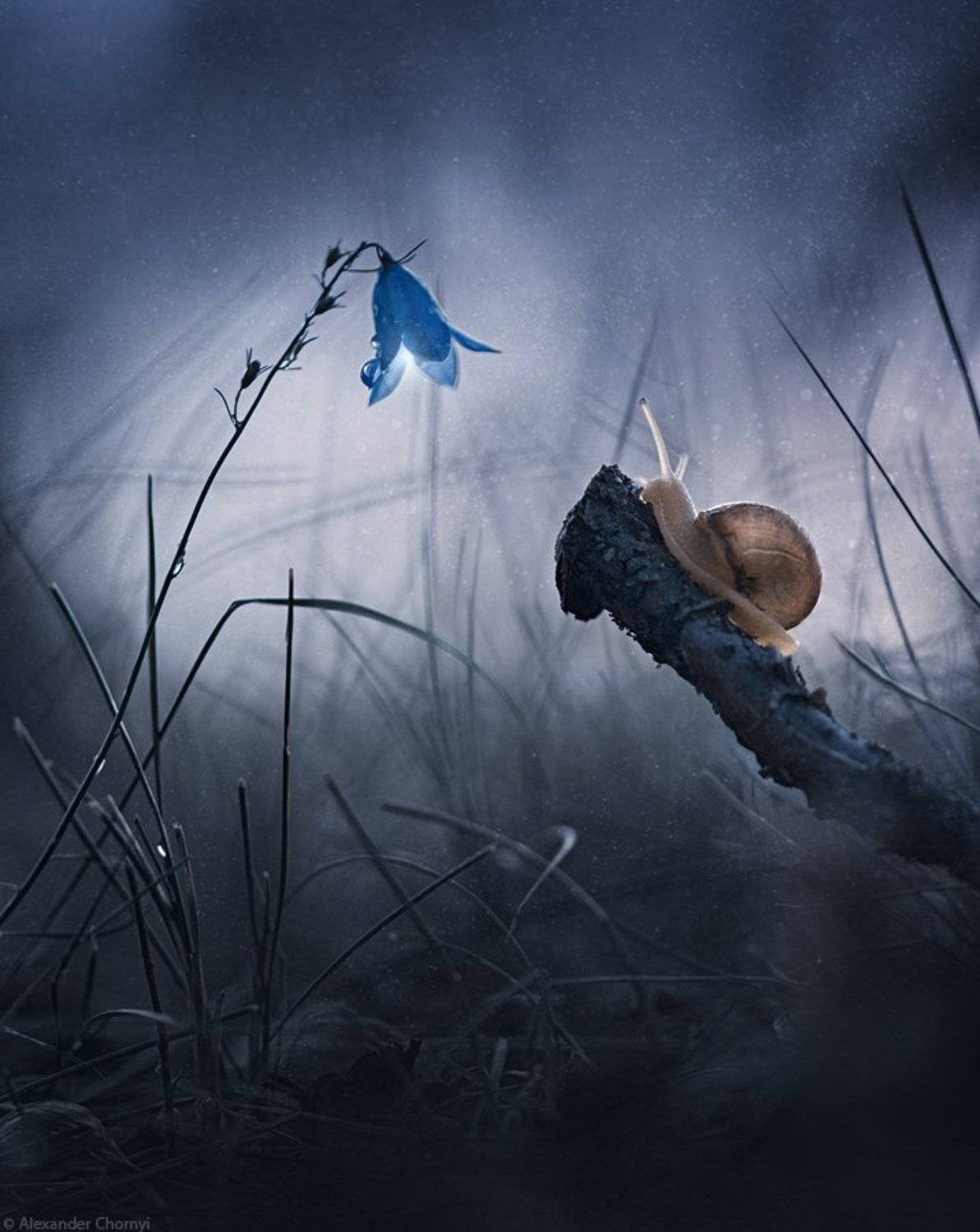 украина, коростышев, лето, лес, макро, макро мир, природа, макро-красота,, Александр Чорный