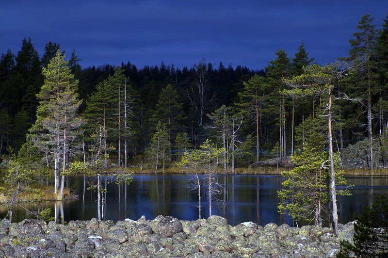 В лесах Приладожья фото превью