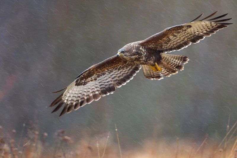 Rainy patrol фото превью