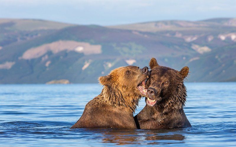 Камчатка, медведи Дай скажу на ушко фото превью