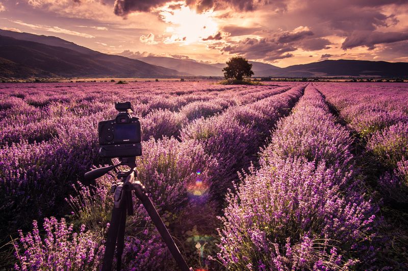 Portrait of a Canon фото превью