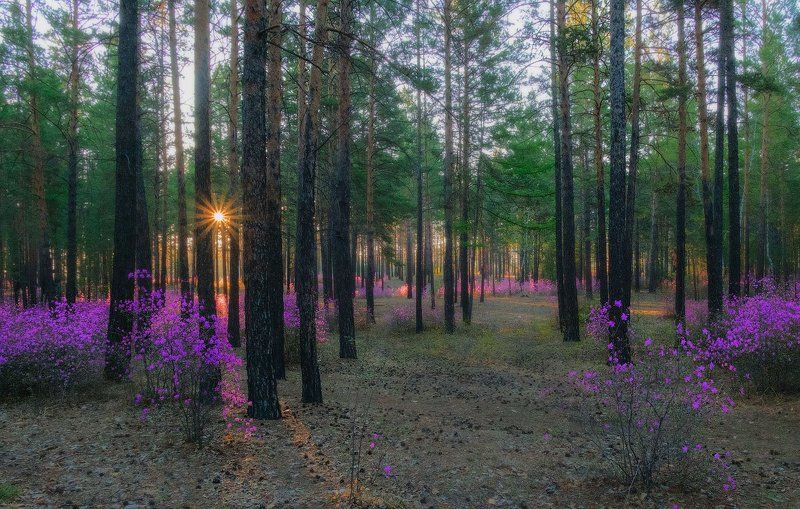 *** фото превью