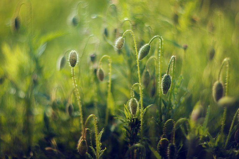 Маки фото превью