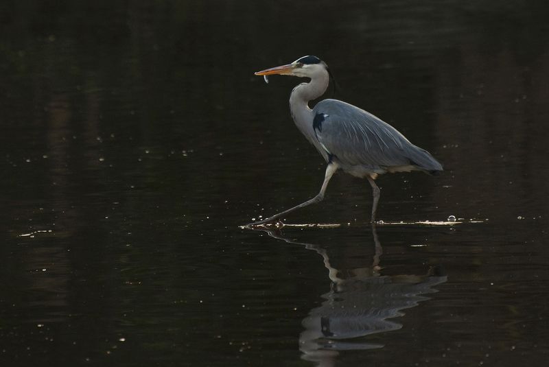 Gray Heron фото превью