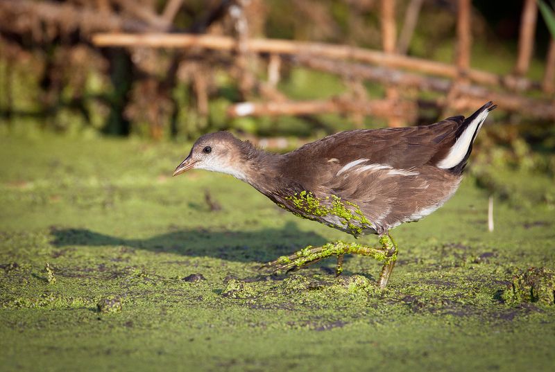 Молодая камышница фото превью