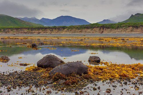During northern low tide