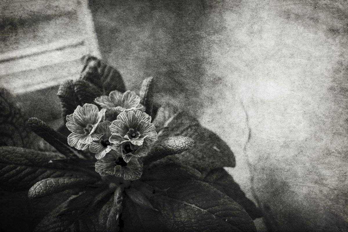 цветы, комнатные, растение, подоконник, окно, Игорь Токарев