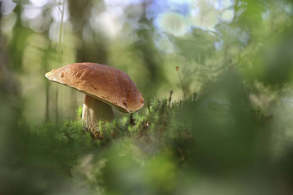Гриб,Белый гриб,лес,осень,шляпа,коричневый,солнечно, мох, поляна., Виктор
