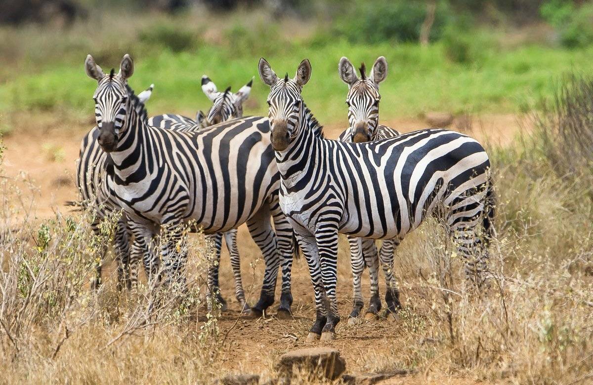 зебры, Александр Маркелов