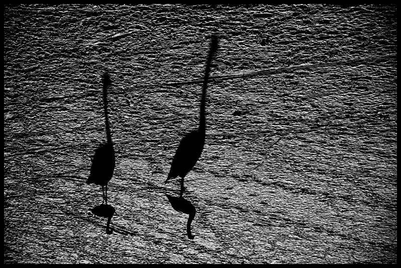 , Krzysztof Trojanowski