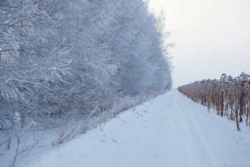 Замерзшее солнце