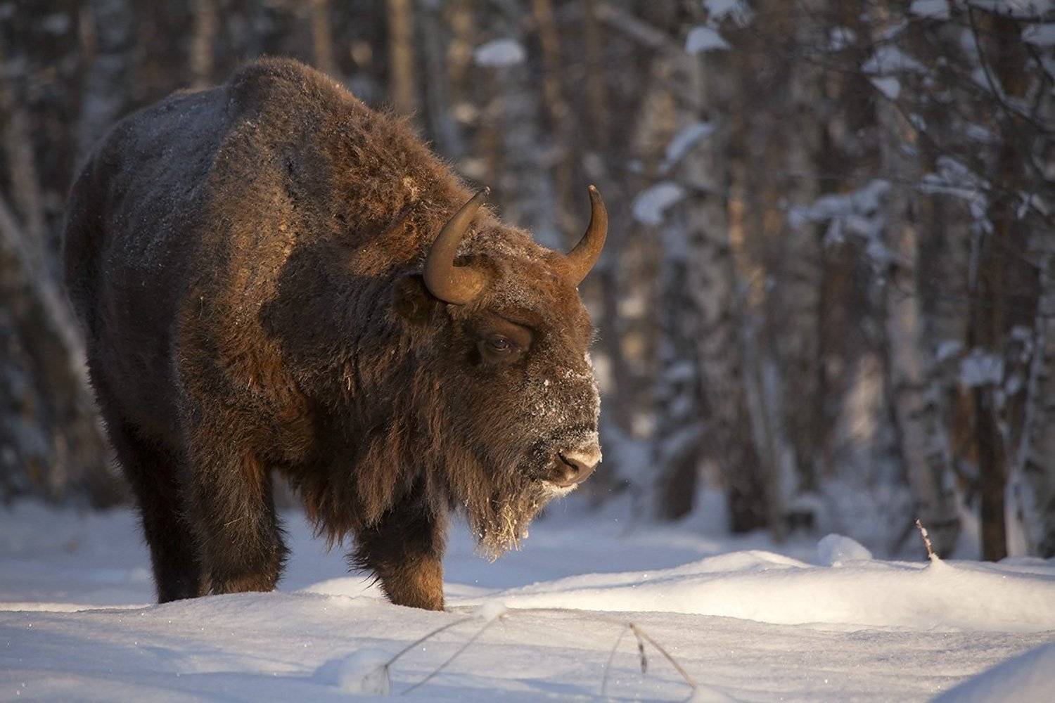 , Иваненко Светлана