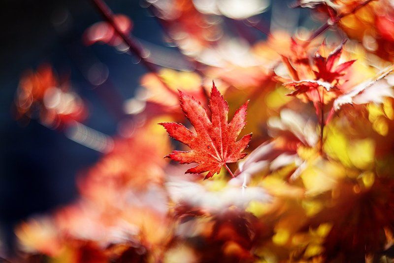 Клен фото превью