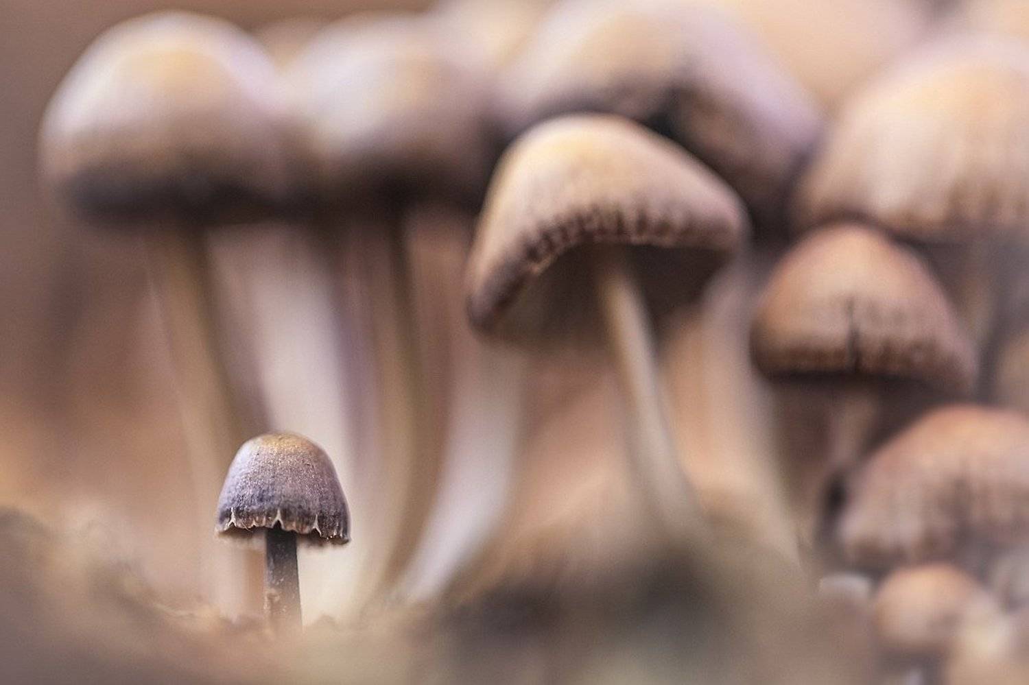 , Вячеслав Мищенко