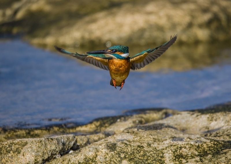 вот он я– встречайте фото превью