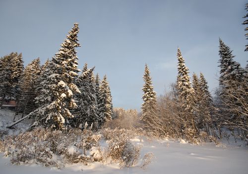 Морозные ели