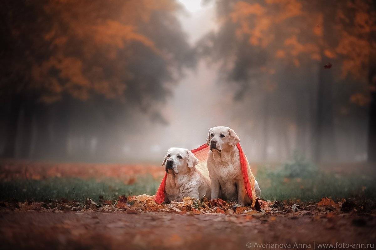 собака, туман, утро, Анна Аверьянова