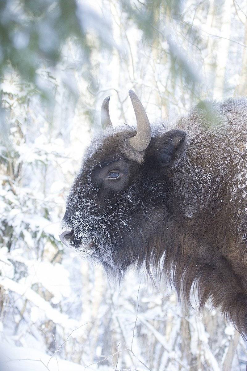 , Иваненко Светлана