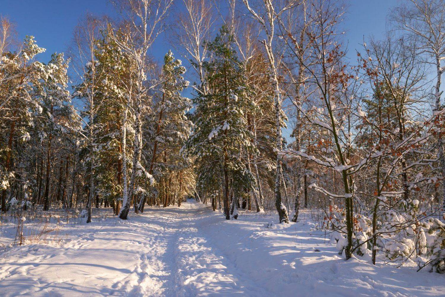 зима лес солнце снег, Галанзовская Оксана